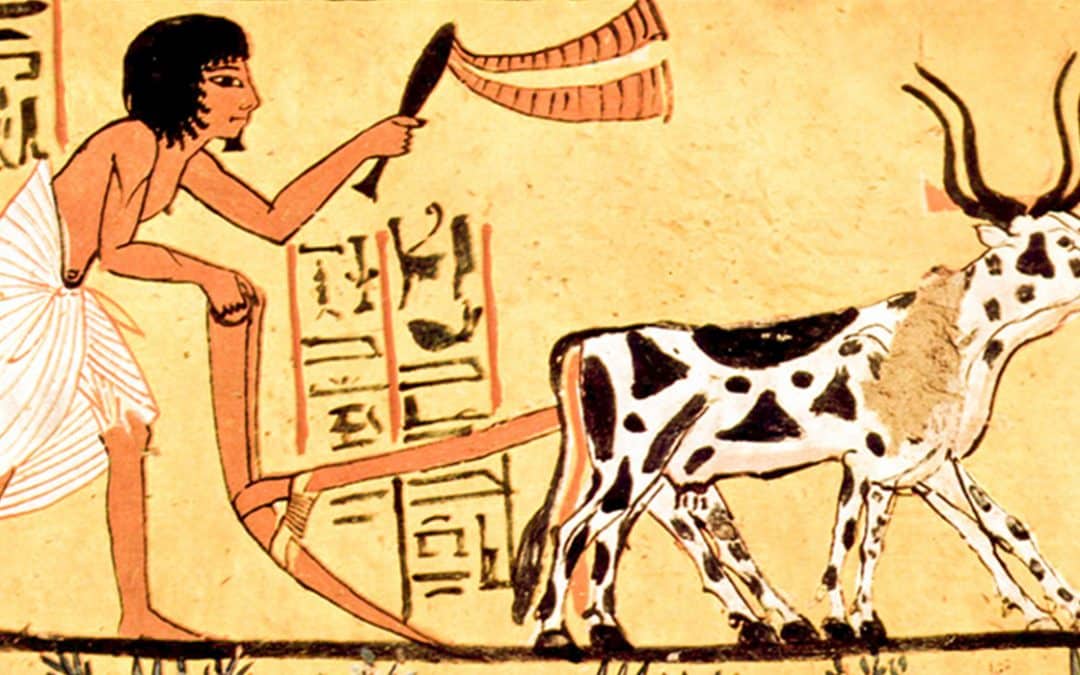 Scurta istorie a Agriculturii